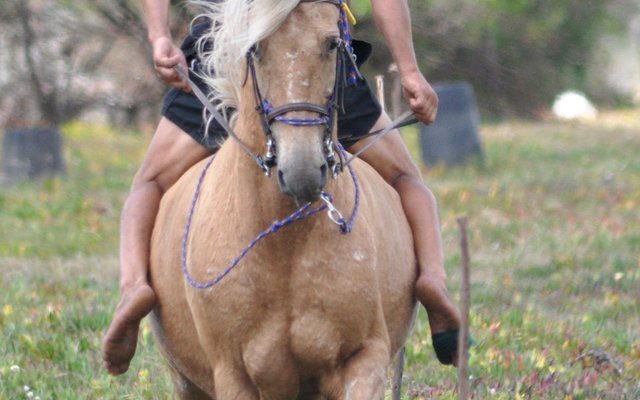 Gansbaai Perde Boersport BBos 6